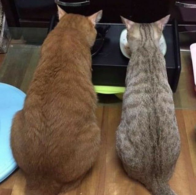 Котовторник однако