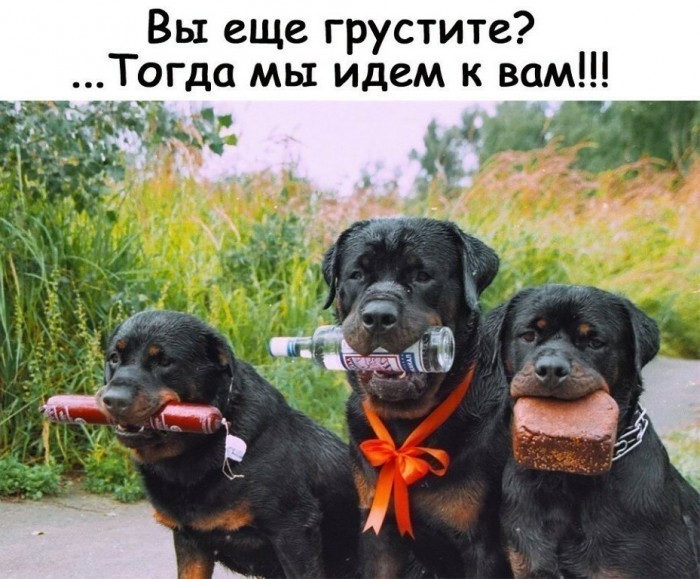 Делаем уроки, бутерброды, охотничью собаку и присоединяем Австрию к России