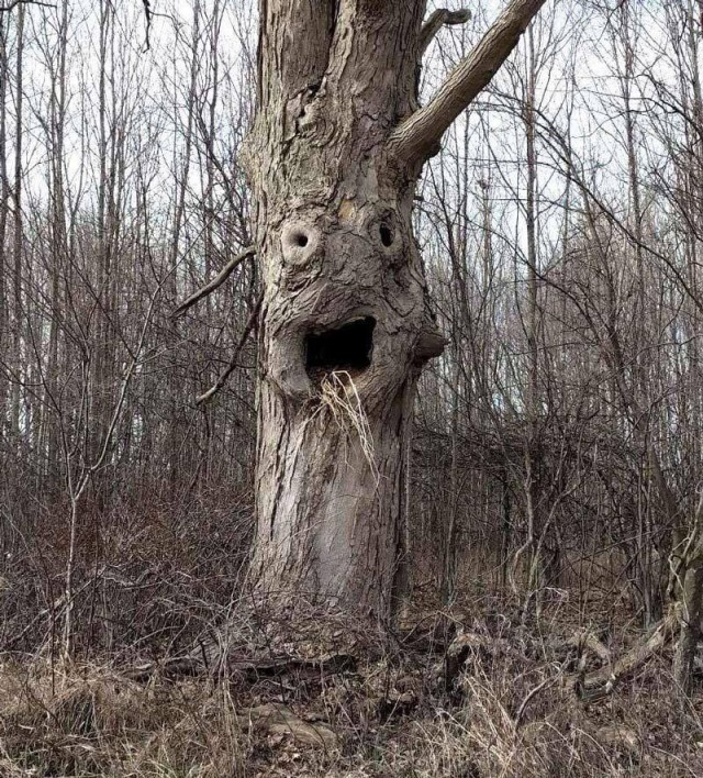 Упоротость
