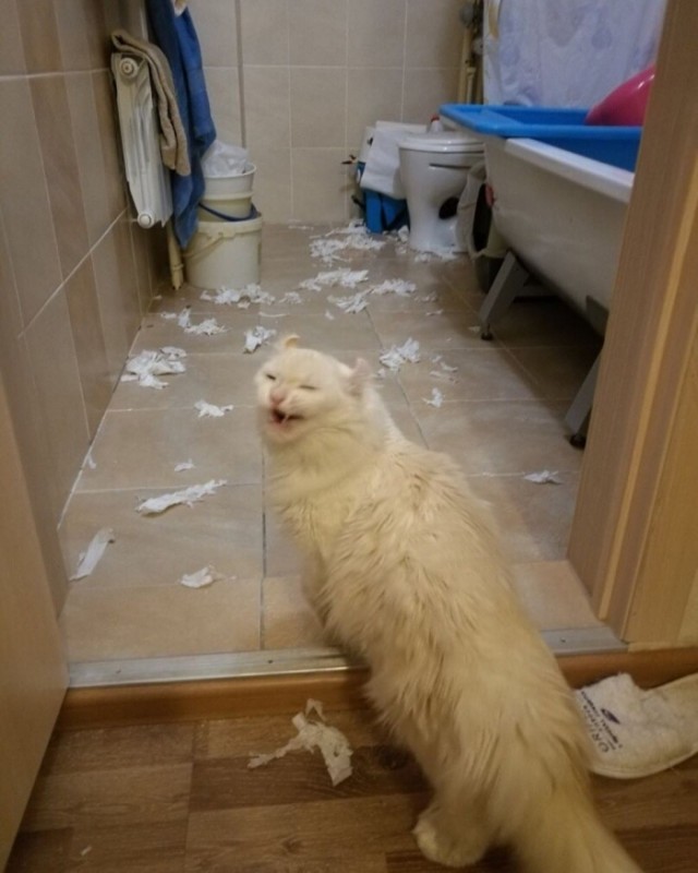 Эти забавные животные