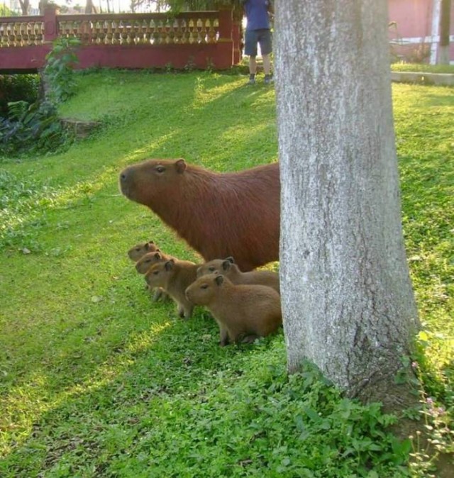 Дурацкие картинки