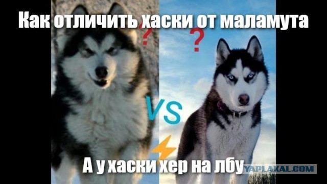 Злая собака