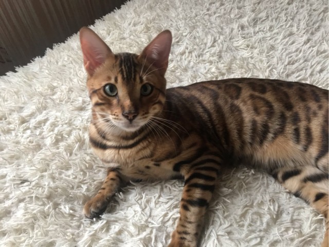 Моя красотка