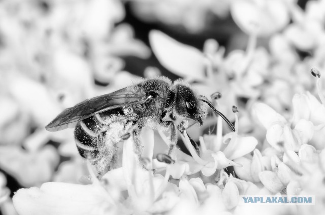 Про макросъемку и Tamron 90/2.8