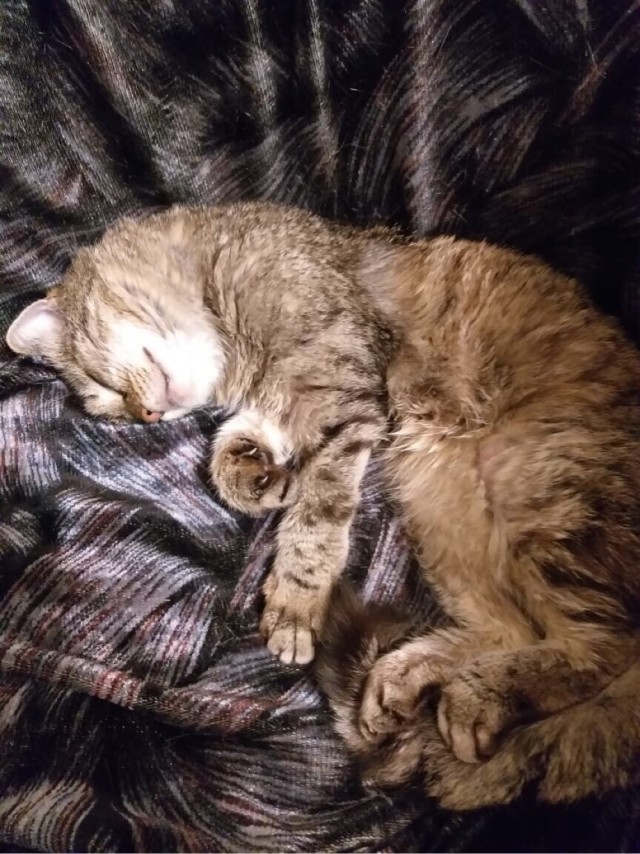 Котовторник. Добавляйте своих