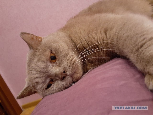 Кот - философ