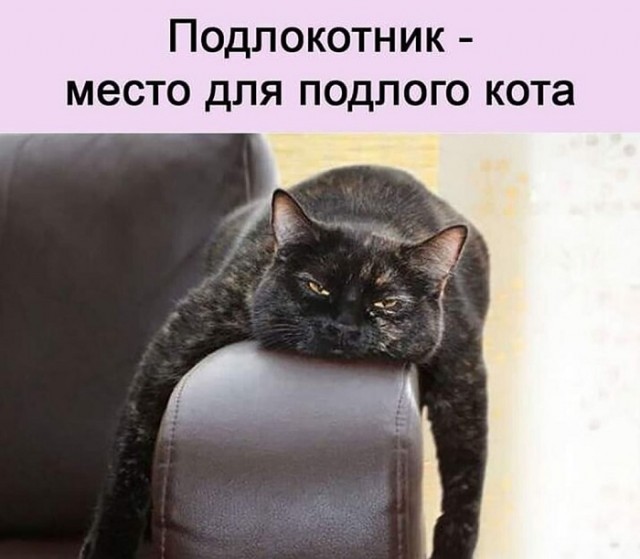 Картинки с надписями и котами