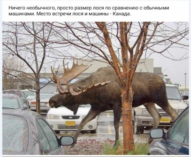 Картинки и мемы для настроения