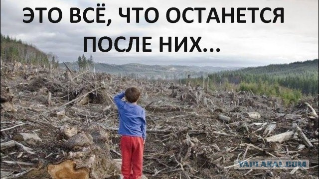 Старые советские краны отгружают тонны российского леса для вывоза в Китай