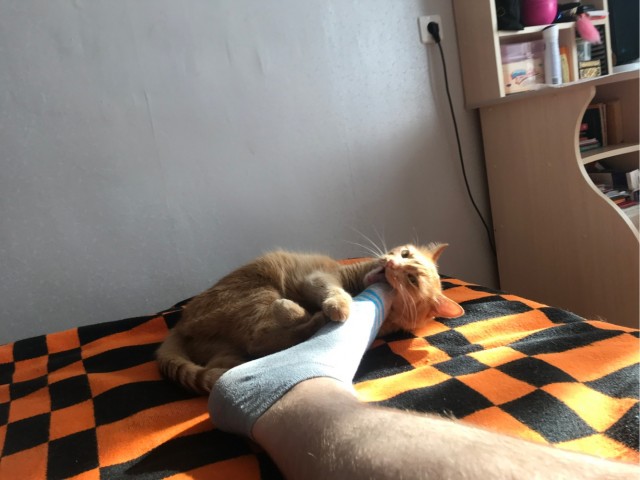 Был бы у меня такой кот