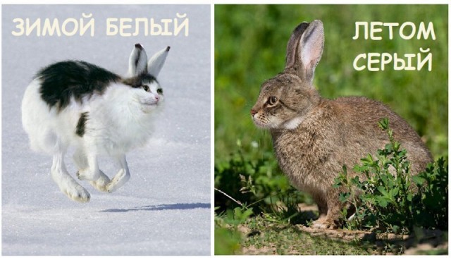 Картинки разные