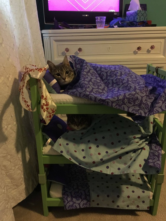 Котовторник!