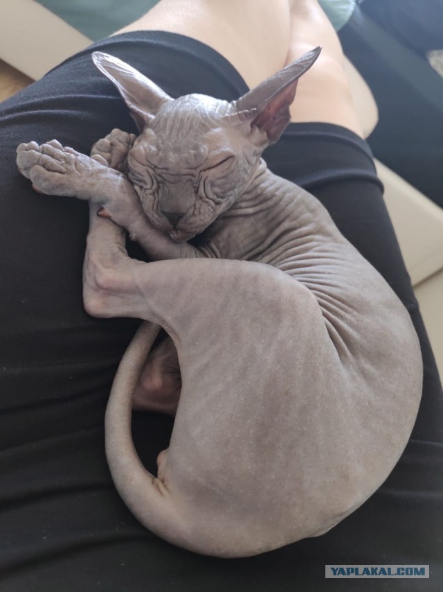 Котовторник же!