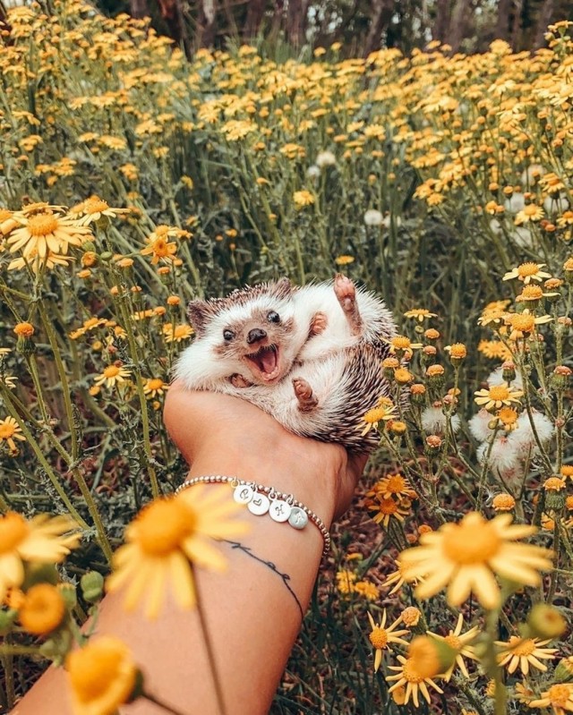 Максимум позитива, хоть и слегка колючего