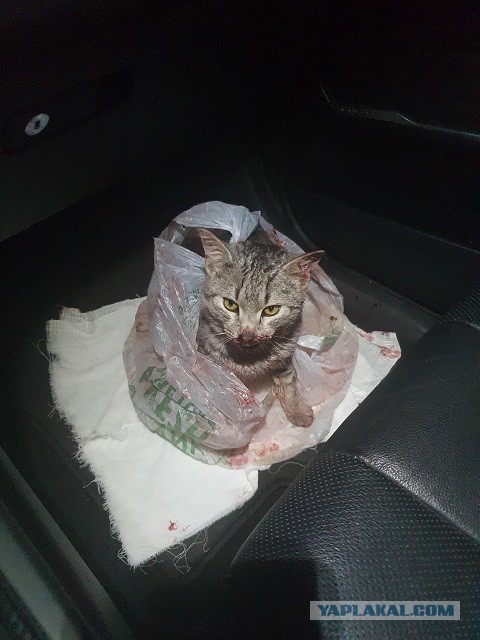 Сколько у кошек жизней?