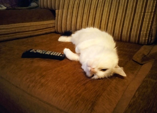 К котовторнику