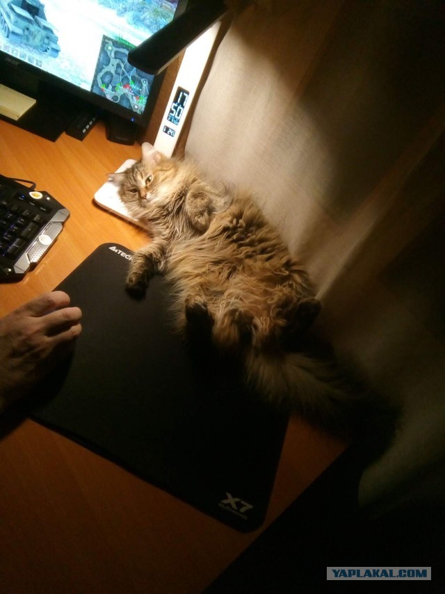МИРУ - МИР ! Котикам - котовторник !