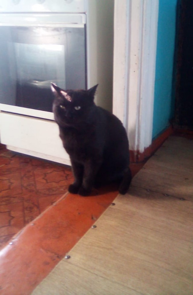 Котовторник