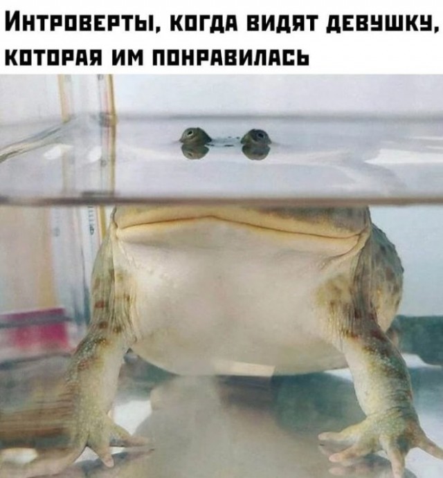 Солянка из разных картинок, для пофтыкать и улыбнуться