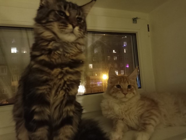 Кошка