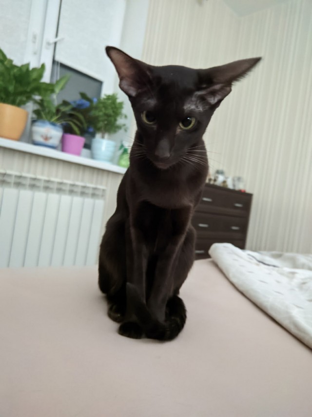 Королева кошек. Крым.