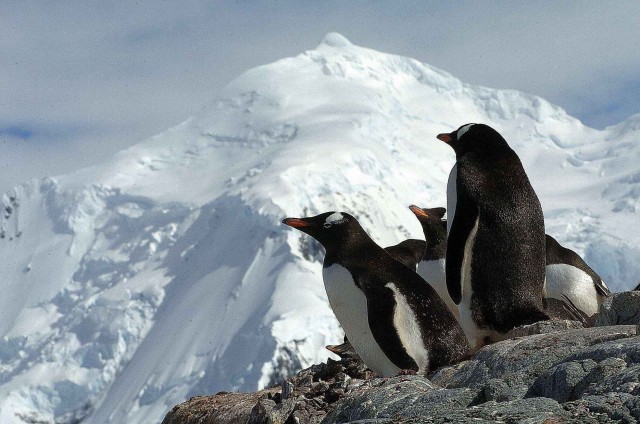 Северный ледовитый океан