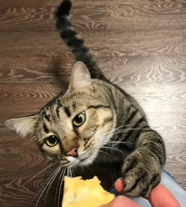 Котлеты с пюрешкой