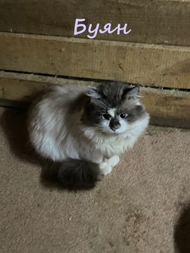 Жизнь домашнего приюта "Котоленд" 369