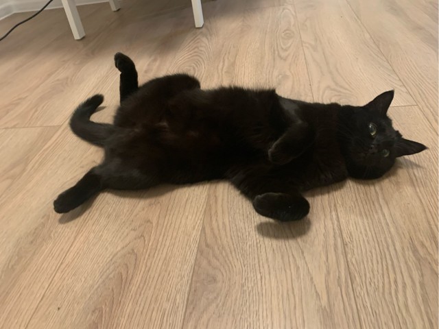 Коточетверг!