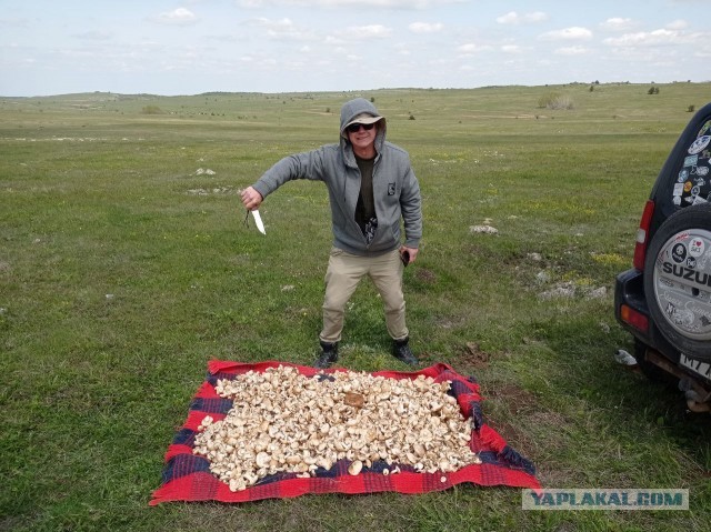 Строчки