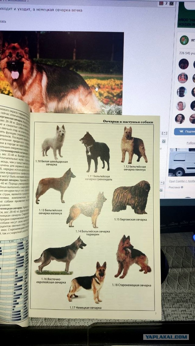 Куда пропали колли?