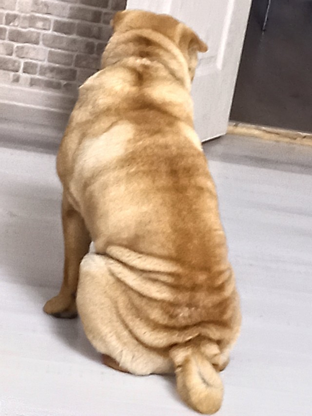 Собакочетверг