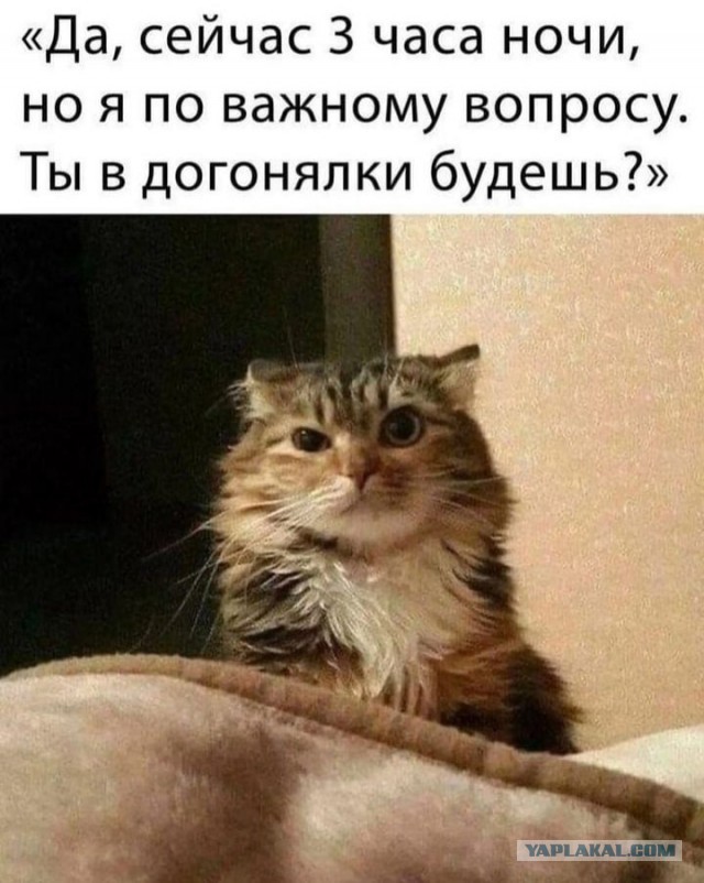 Трехцветка приблудилась