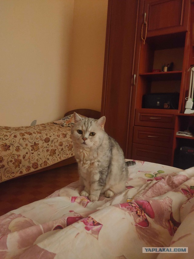 Почему кошка активно будит хозяев по утрам: 5 основных причин и что с этим делать