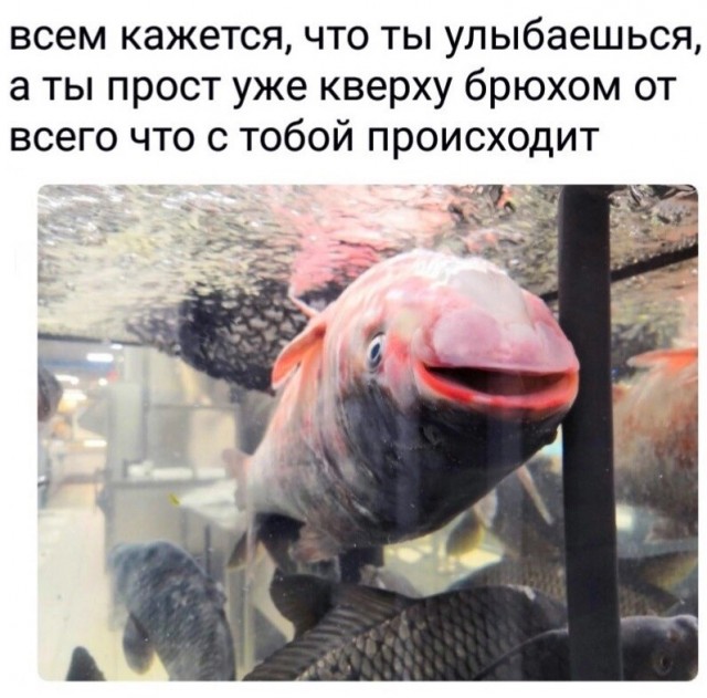 Картинки от Scodero