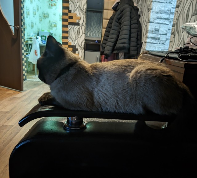 Всем кота за мой счёт. Я настаиваю