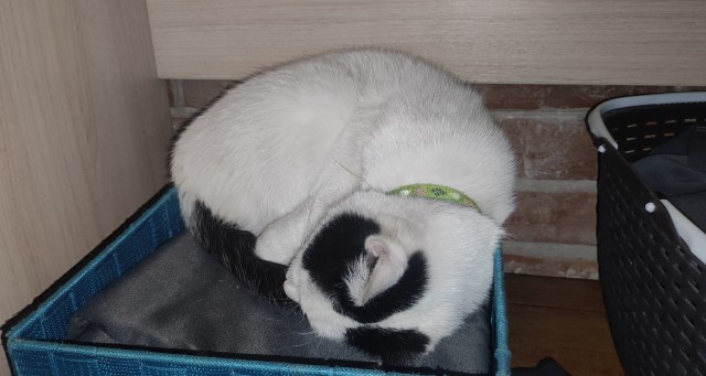 Кекс