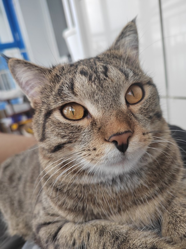 Котовторник