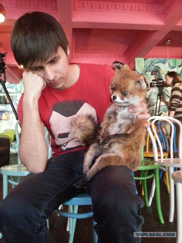 Упоротый лис в 3D