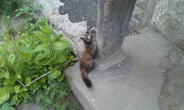 Котовторник 04.06.2013