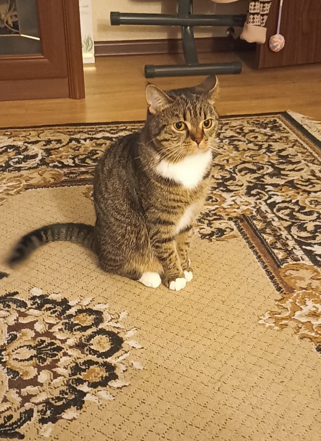Котовторник!