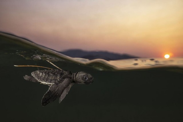Объявлены победители конкурса World Nature Photography Awards 2025