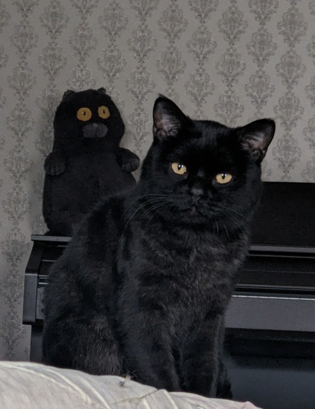Чем отличаются люди, у которых есть кошки, от людей, у которых их нет? Тест и его результаты
