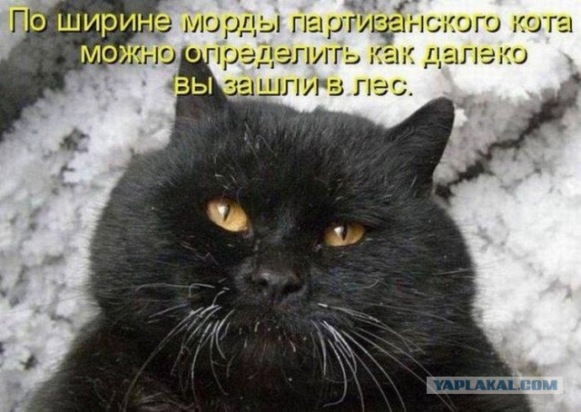 Ликбез по кошачьим породам.