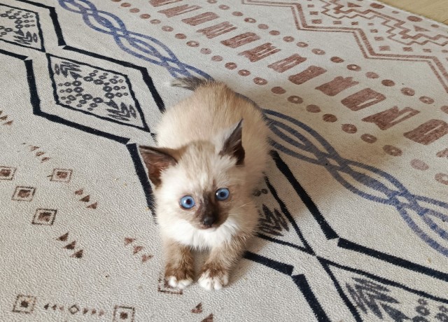 С котовторником!