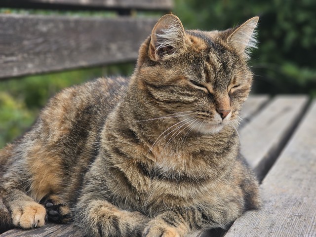 К котовторнику