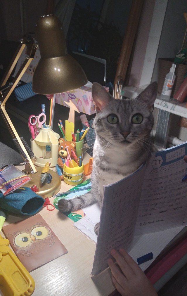 Мой кот с лампой)