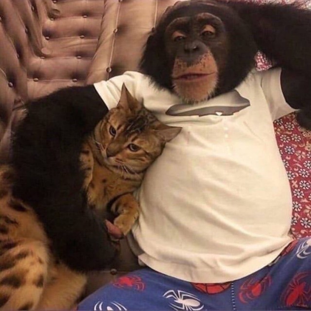 День обезьян отмечается сегодня в понедельник