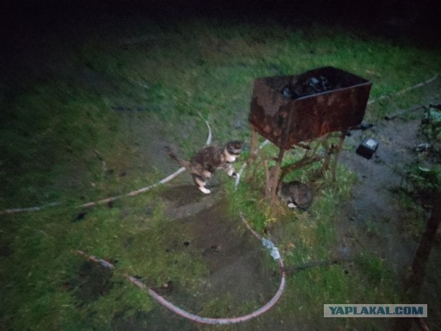 Жизнь домашнего приюта для котеек 566