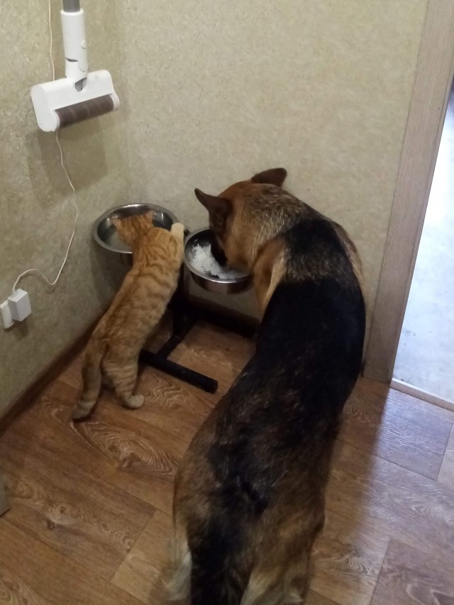 Котовторник